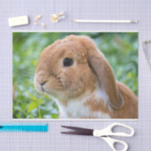 Cute Bunny Tissuepapier (Craft)