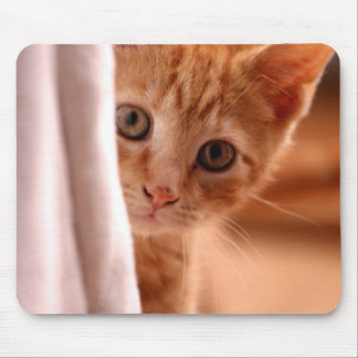 Cute Butterscotch Kitten Muismat