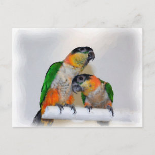 Cute Caique Parrot Paar Bird Briefkaart