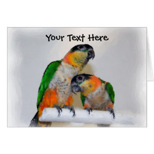 Cute Caique Parrot Pair Animal Card