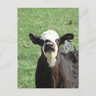 Cute Calf Briefkaart