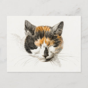 Cute Calico Cat Briefkaart