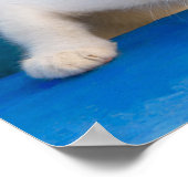 Cute Calico Cat Kitten Funny Curious Eyes Foto - Poster (Hoek)