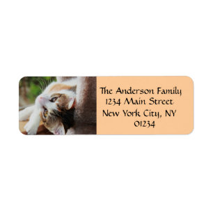 Cute Calico Kitten Cat Lover Return Address Labels