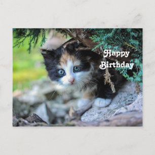 Cute Calico Kitten Foto Verjaardag Briefkaart