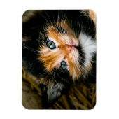 Cute calico kitten with blue eyes magneet (Verticaal)
