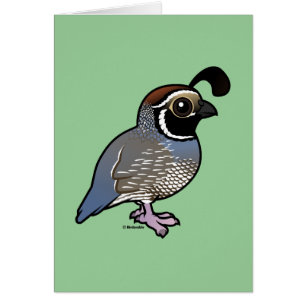 Cute California Quail
