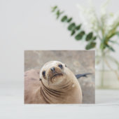 Cute California Zee Lion Briefkaart (Staand voorkant)