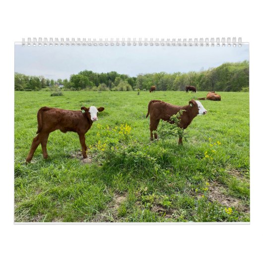 Cute Calves Kalender (Hoes)