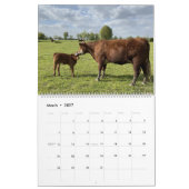 Cute Calves Kalender (Mar 2027)