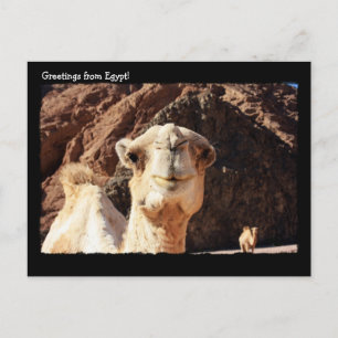 Cute Camel Briefkaart