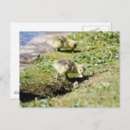 Cute Canada Goose Gosling Briefkaart (Voorkant / Achterkant)