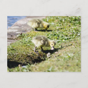 Cute Canada Goose Gosling Briefkaart