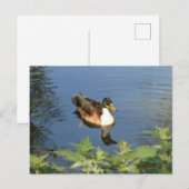 Cute canard de natation do-it-yourself carte posta (Devant / Derrière)