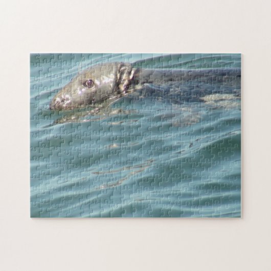 Cute Cape Cod Seal Photography Legpuzzel (Horizontaal)