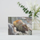 Cute Capybara Animal Briefkaart (Staand voorkant)