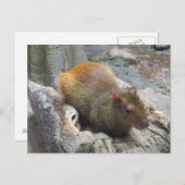 Cute Capybara Animal Briefkaart (Voorkant / Achterkant)