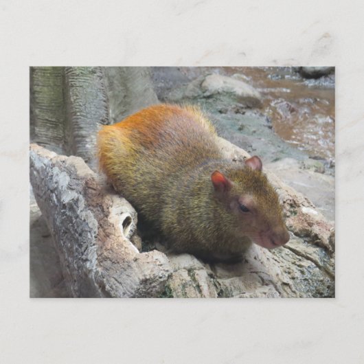 Cute Capybara Animal Briefkaart (Voorkant)