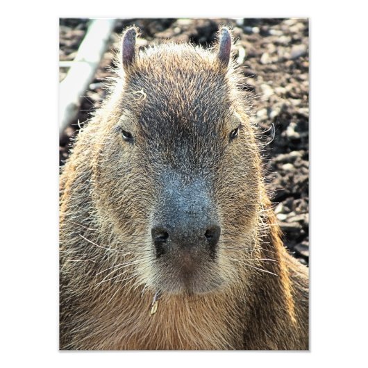CUTE CAPYBARA FOTO AFDRUK (Voorkant)