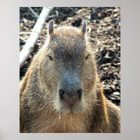 CUTE CAPYBARA