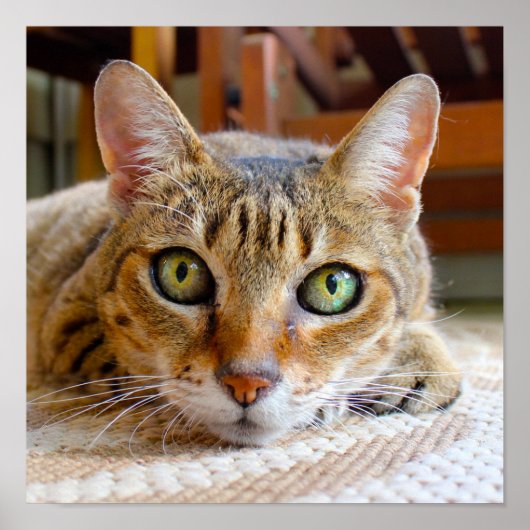 Cute Cat Close-up small poster (Voorkant)