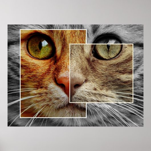 Cute Cat Face Collage Poster (Voorkant)