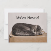 Cute Cat Grey Slaping on Box Kaart (Voorkant)