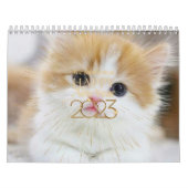 Cute Cat & Kitten Agenda 2023 Kalender (Hoes)