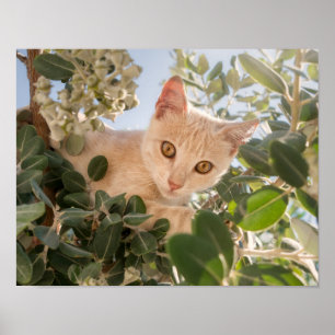 Cute Cat Kitten klimmen in een Eucalyptusboom - Poster
