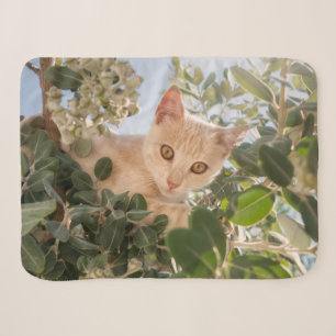 Cute Cat Kitten klimmen in een Eucalyptusboom - Sherpa Deken