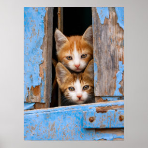 Cute Cat Kittens in een Blue Window Photo " Poster