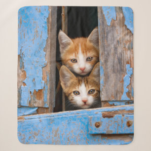 Cute Cat Kittens in een Blue Window Photo ... Sherpa Deken