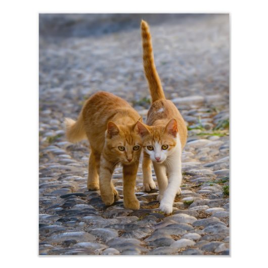 Cute Cat Kittens lopen dezelfde weg - Paperprint Foto Afdruk (Voorkant)