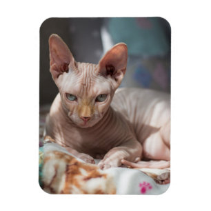 Cute Cat Lounging zonder Fur Magneet