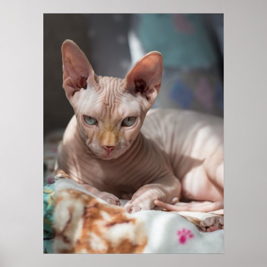 Cute Cat Lounging zonder Fur Poster (Voorkant)
