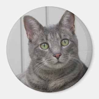 Cute Cat Magnet Magneet
