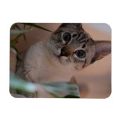 Cute Cat Photo Portrait Magneet (Horizontaal)