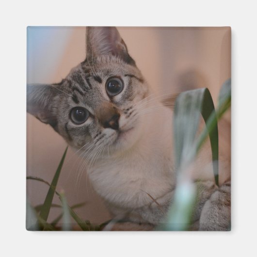 Cute Cat Photo Portrait Magneet (Voorkant)