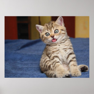 Cute Cat Poster