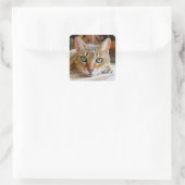 Cute Cat-stickers Vierkante Sticker (Tas)