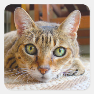 Cute Cat-stickers Vierkante Sticker