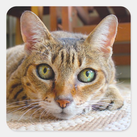 Cute Cat-stickers Vierkante Sticker (Voorkant)