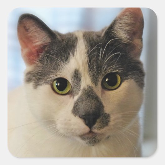 Cute Cat Vierkante Sticker (Voorkant)