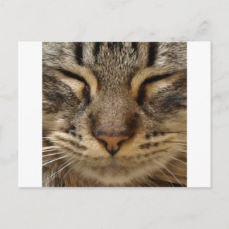 Cute Cat @ ZooTees Briefkaart