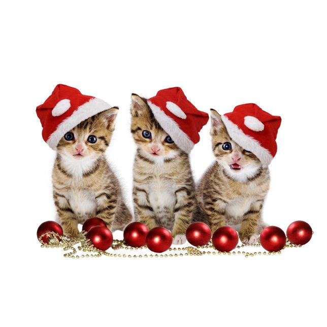 Cute Cats Kussen ( Kittens with blue eyes, wearing red and white Santa hats, are sitting in a row. )