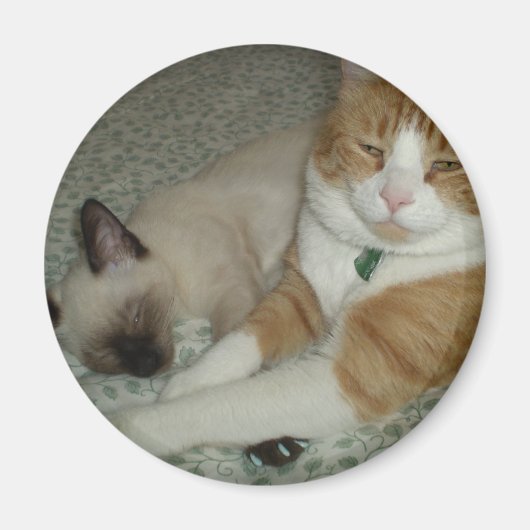 Cute Cats Magneet (Voorkant)