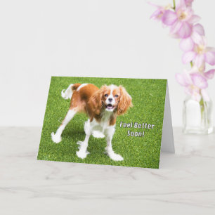 Cute Cavalier King Charles Feel Betere Kaart