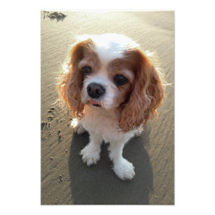 Cute Cavalier King Charles Spaniel Dog in Beach Foto Afdruk