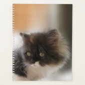 Cute chat (Devant)