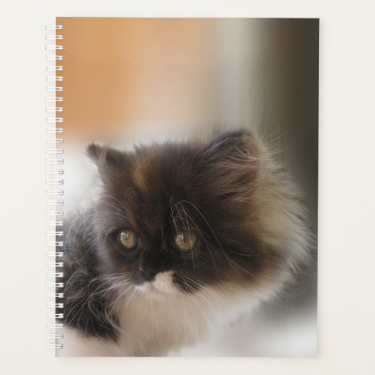 Cute chat (Devant)